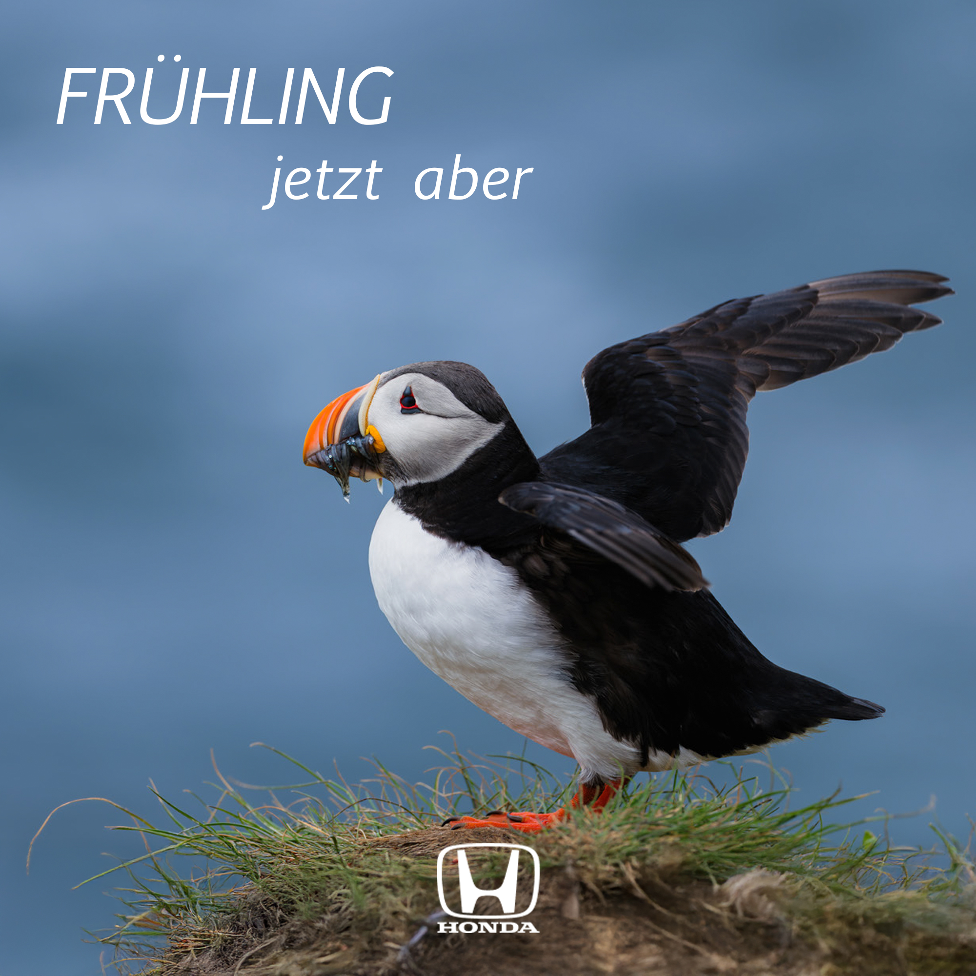Papageitaucher auf Klippe mit Fisch im Schnabel, Text „Frühling jetzt aber“ und Honda-Logo unten.